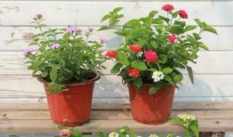 张浦彩印厂爆料视频最新,揭秘行业黑幕与环保挑战