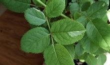 树叶白姨最新爆料,娱乐圈幕后真相大曝光！