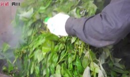 树叶白姨最新爆料,娱乐圈幕后真相大曝光！