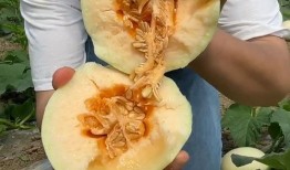 小香瓜视频爆料大全最新,揭秘娱乐圈最新热点事件